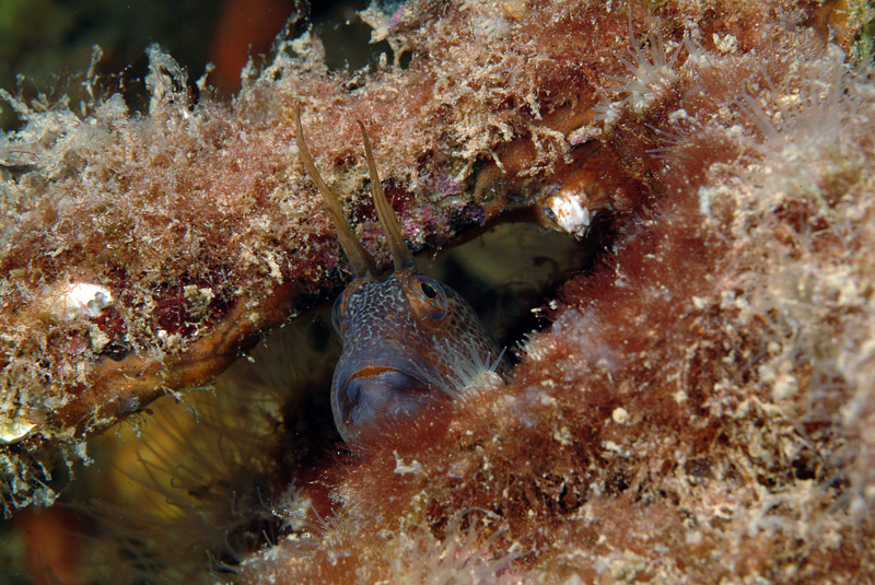 Uno scrigno pieno di vita-Parablennius tentacularis 14-06-09